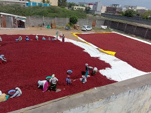 Sun Drying and Grading